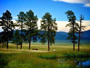 Two horses walking in a meadow with rolling hills on the horizon.