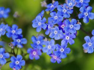 blue flowers