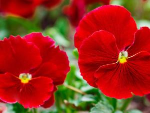 red flowers