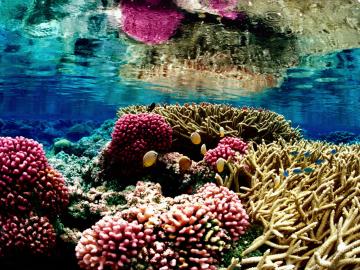 Coral reef at the Palmyra Atoll National Wildlife Refuge.