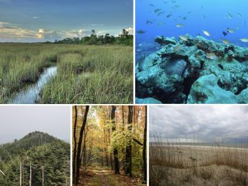 Montage of ecosystems in the Southeast