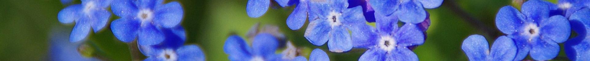 blue flowers
