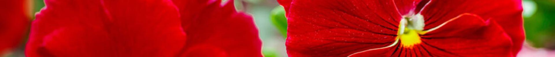 red flowers
