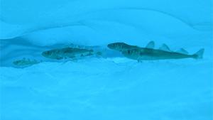 Fish swimming in icy water
