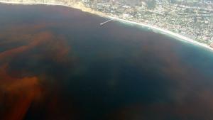 Aerial view of red tide off La Jolla, California