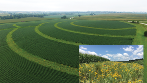 Photo showing the use of prairie strips, an agricultural conservation practice