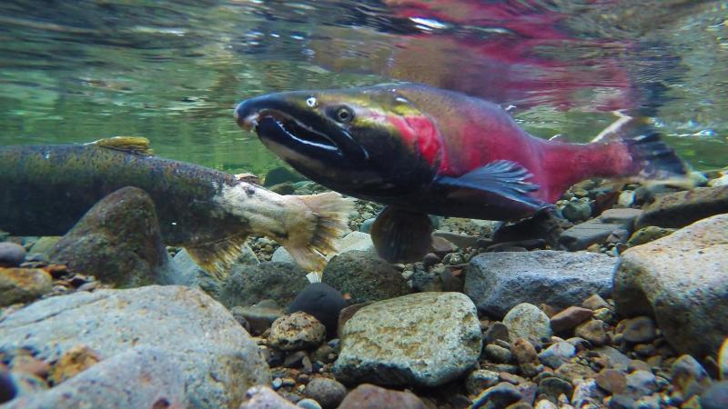Underwater photo of a red and green fish