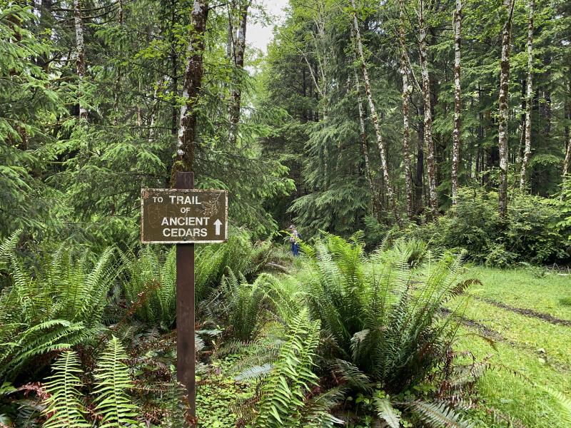 forest
