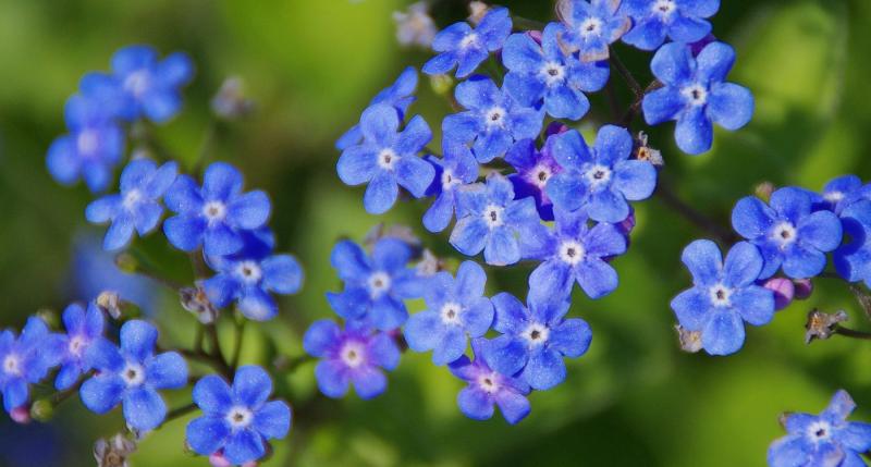 blue flowers
