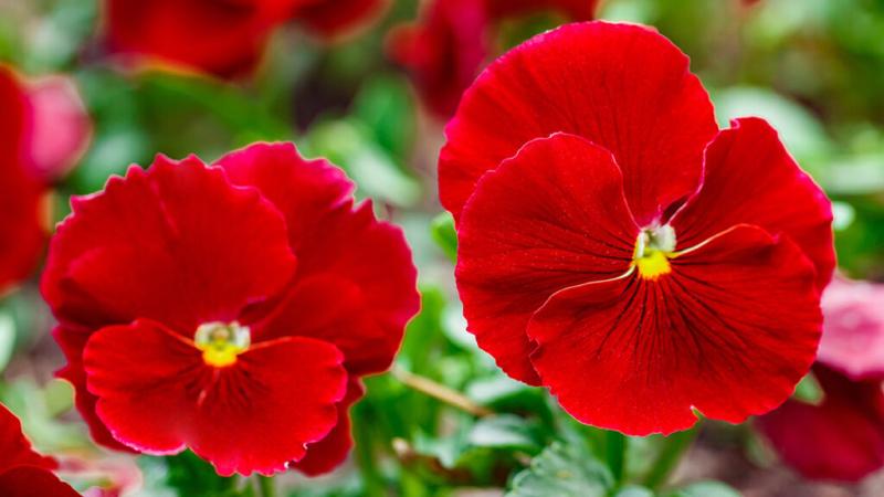 red flowers