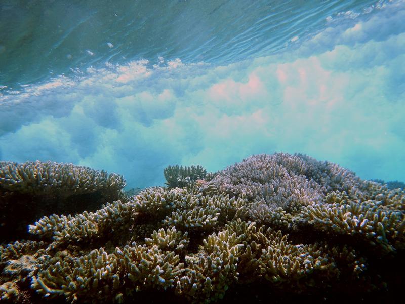 Underwater view of a wave breaking over a coral reef.