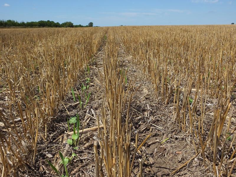Cover crop seedlings coming up in healthy soil with a wheat stubble residue cover