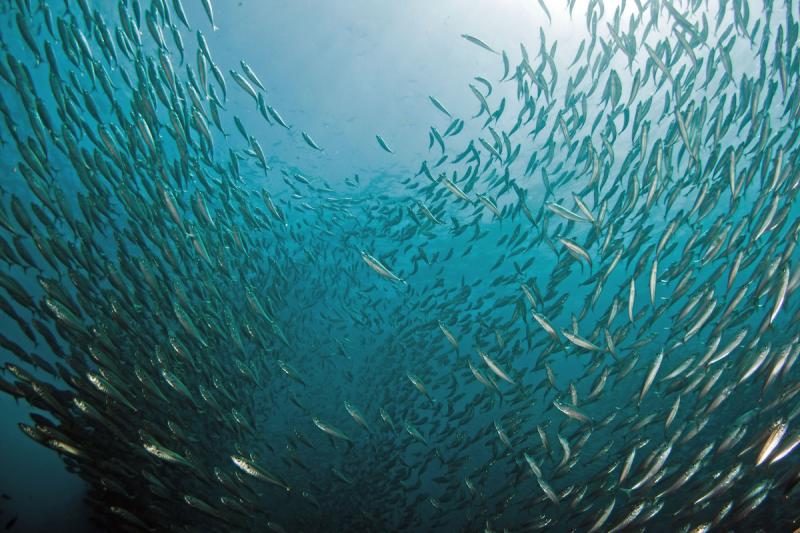 Underwater view of a school of fish split in center