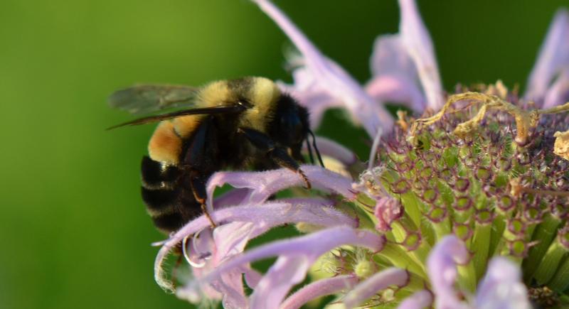 A rusty patched bumble bee