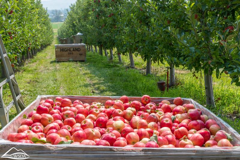 Large wooden box of apples within rows of apple trees