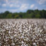 Field of cotton plants, trees, sky