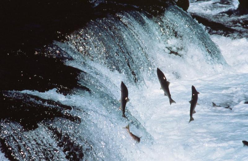 Three fish in air above a waterfall