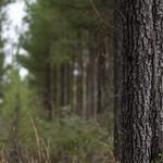 Pine tree tunks