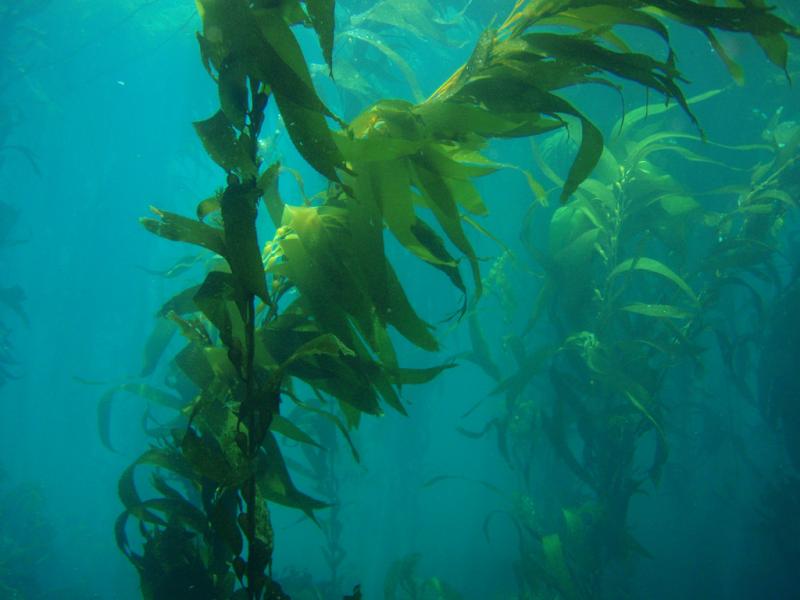 Underwater view of giant kelp