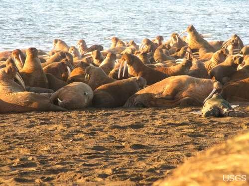 Dozens of walruses crowded together on a beach