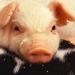 Young piglet's face