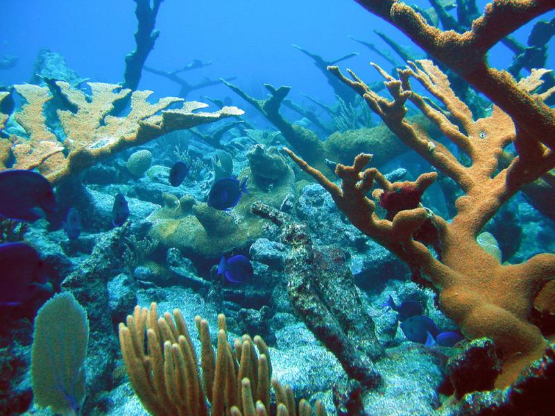 Blue fish swimming among branching corals