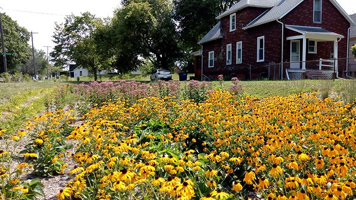 A rain garden in Toledo, Ohio
