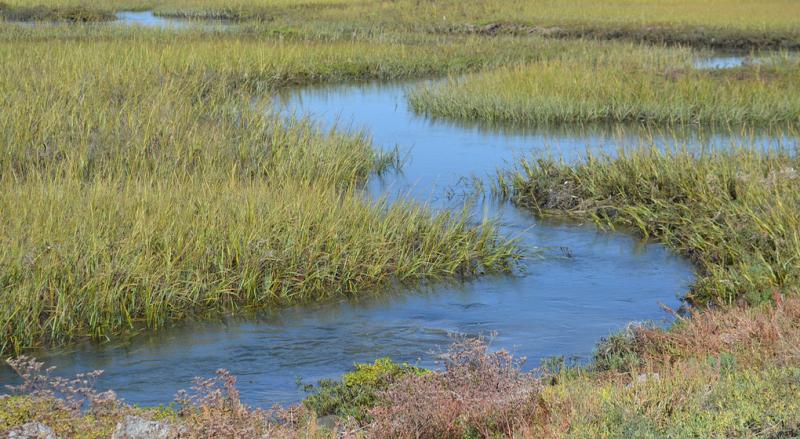 Photo of Cordgrass at Seal Beach National Wildlife Refuge