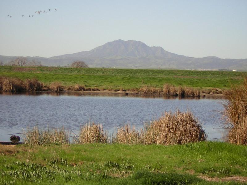 Photo of a portion of Dutch Slough, California