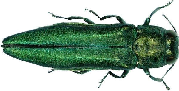 Close-up photo of green beetle