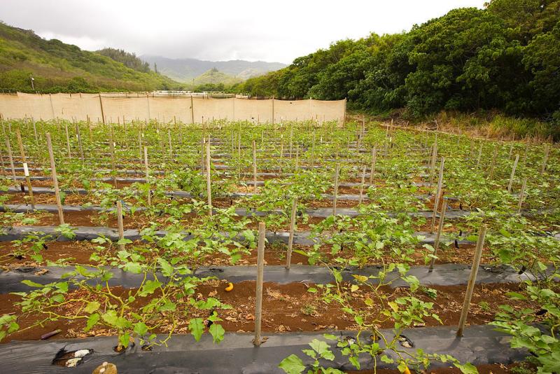 Rows of eggplant plants