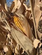 Yellow corn kernels on the stalk