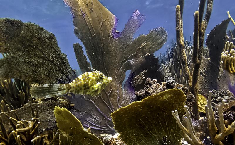 A bright yellow fish swims through a dense reef of corals.