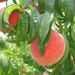 Two ripe peaches on a tree