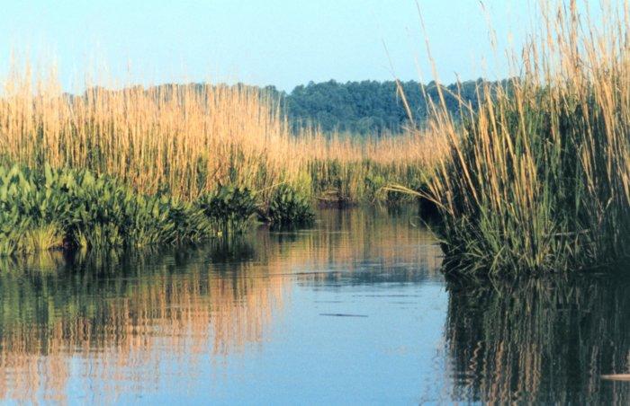 Photo of wetlands