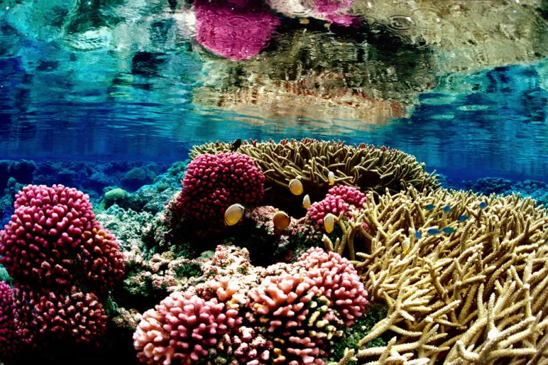Coral reef at the Palmyra Atoll National Wildlife Refuge.
