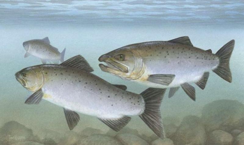Illustration of three Pacific salmon underwater
