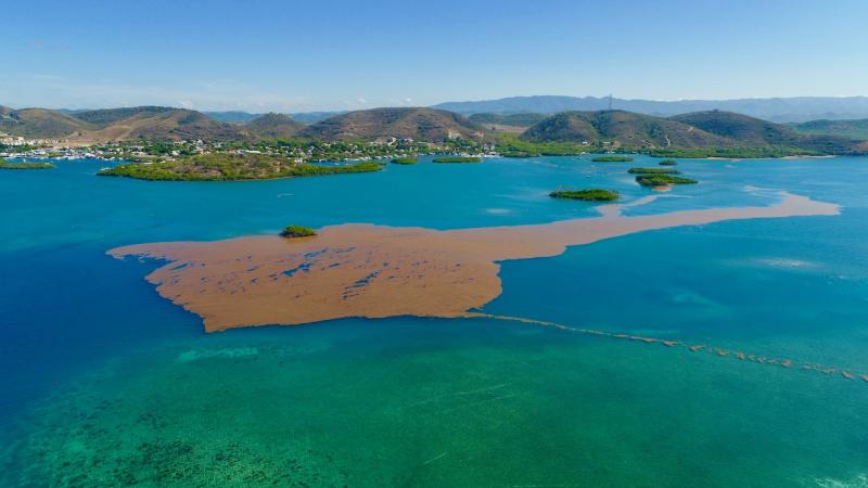 Una gran mancha de sargazo marrón flotando en agua azul esmeralda con colinas verdes y un cielo azul en el fondo.