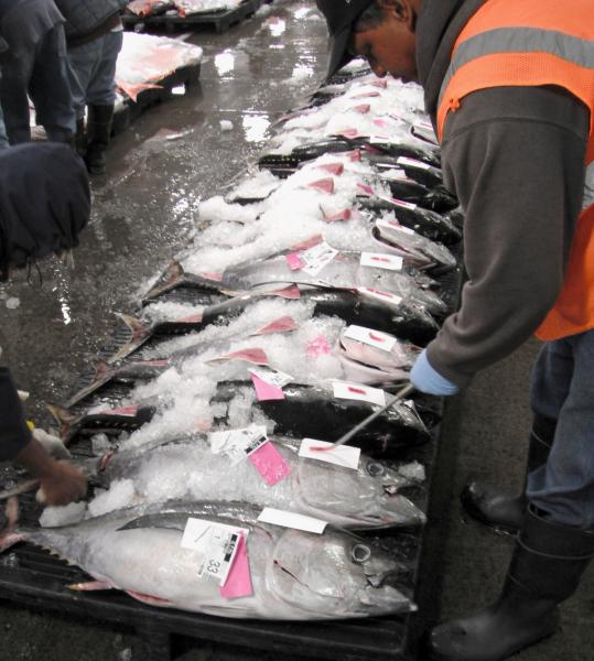 Row of tuna on ice