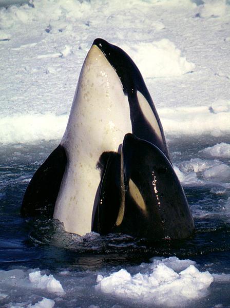 Black and white whales bobbing vertically in water surrounded by sea ice