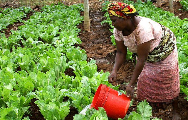 Woman Watering Crops