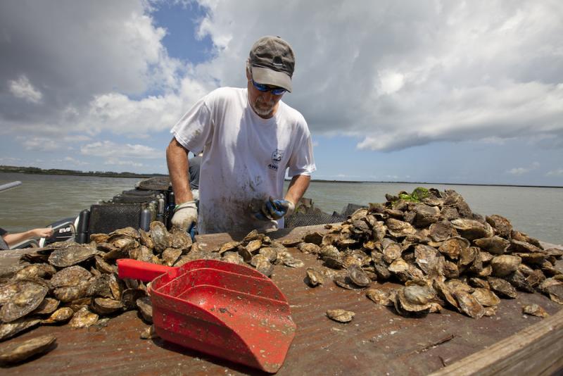 Man sorting oysters