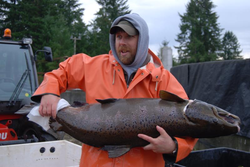 Fisherman holding Atlantic Salmon broodstock.