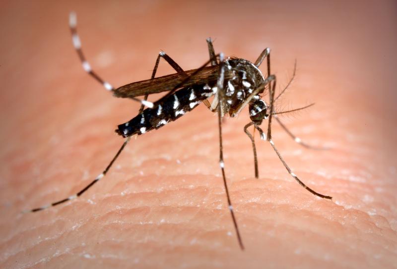 Aedes albopictus nosquitor aterrizando en el dedo de alguien. Puede ver claramente los detalles de la huella dactilar humana en contraste con el mosquito aún más intrincado.