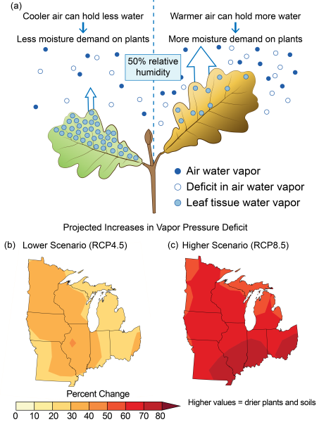 Infographic displaying the effects of projected increases in vapor pressure deficit on plants along with maps showing percentage change in the moisture deficit in the air in the Great Lakes