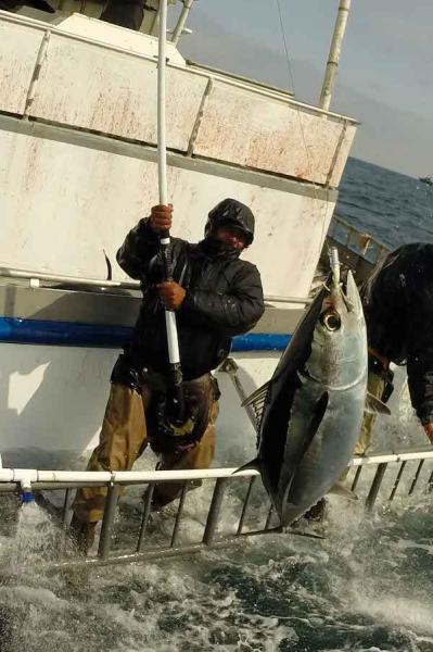 Fisherman on boat with albacore on line suspended in air
