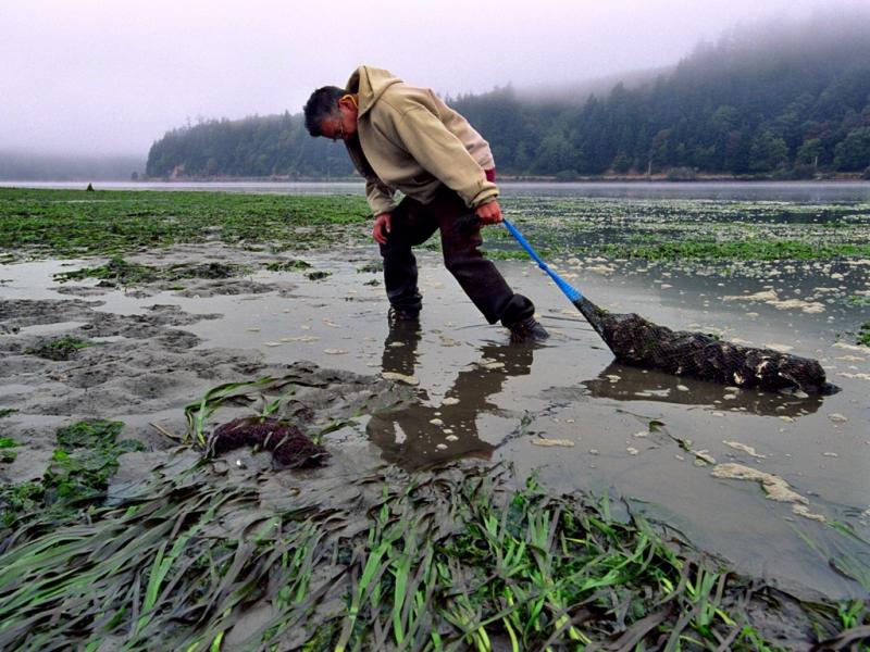 A man harvests oysters in Yaquina Bay, Oregon.