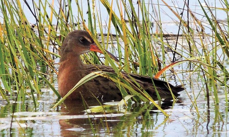 Photo of light-footed Ridgway's rail at Seal Beach National Wildlife Refuge