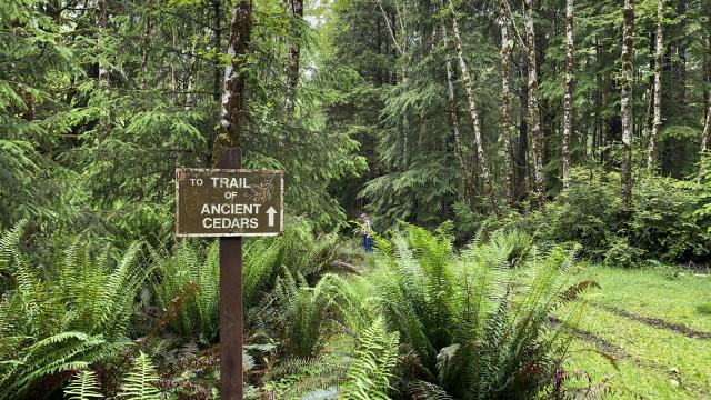 Sign that reads "Trail of Ancient Cedars" pointing to a trail covered with tall, dense tree canopy.